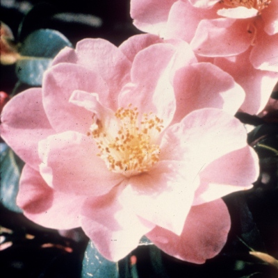 The Duchess of Cornwall